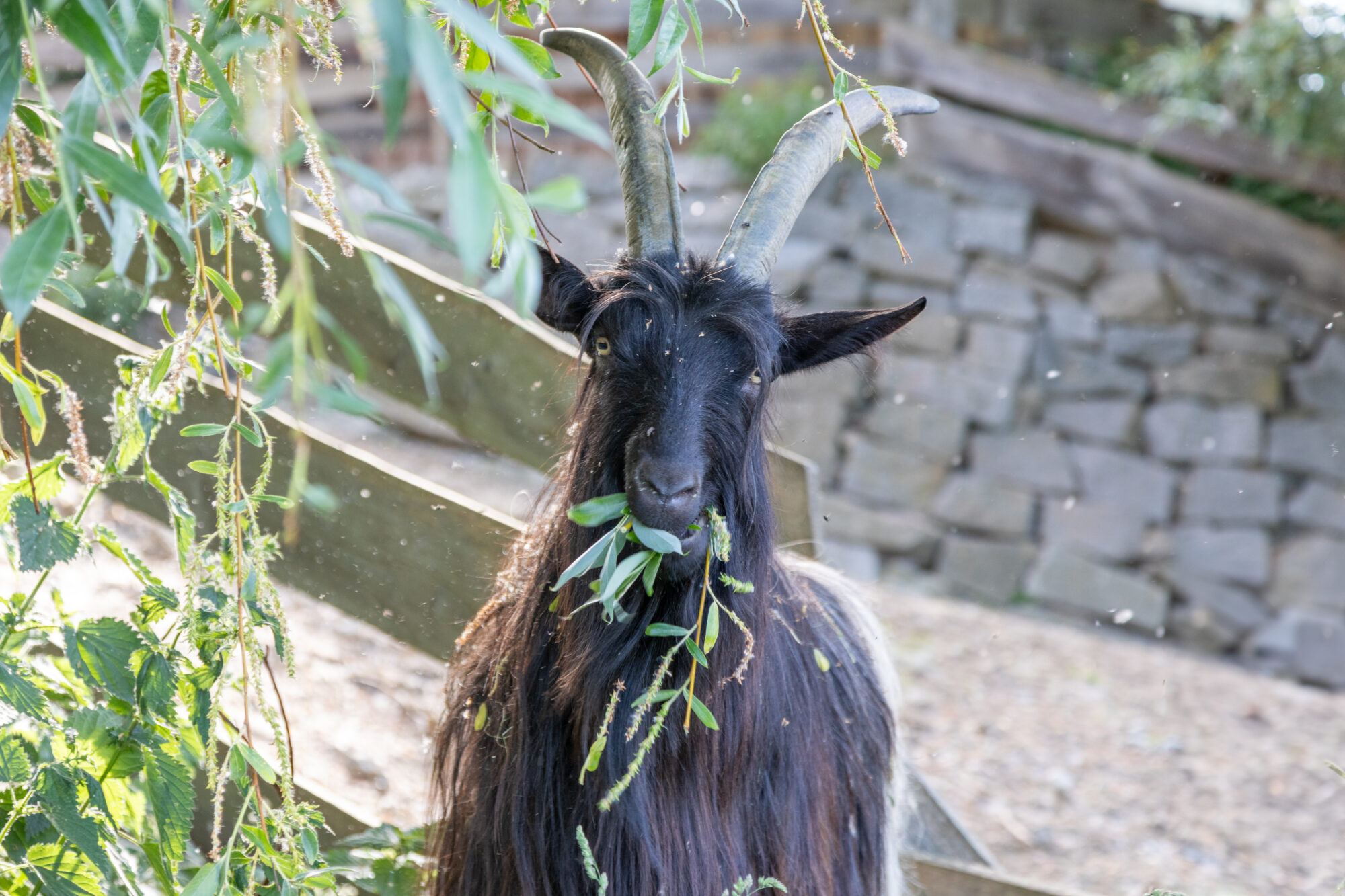 Ziege frisst Blätter im Freien